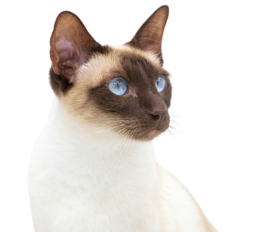 Ilustración de un gato para el contacto inicial