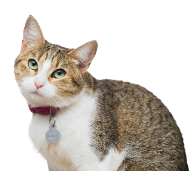 Ilustración de un gato para el seguimiento y adaptación