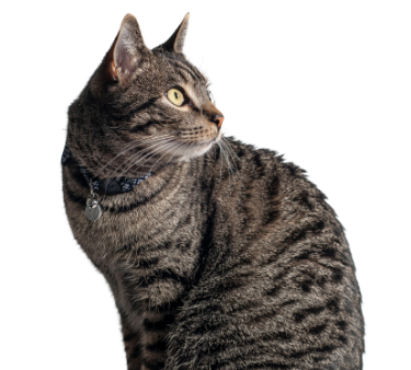 Ilustración de un gato para la primera sesión