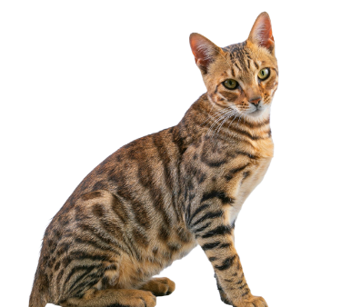 Ilustración de un gato para la propuesta y contratación